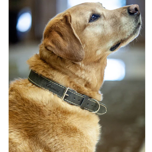 Fairmont Dog Collar - Grey - Image 5
